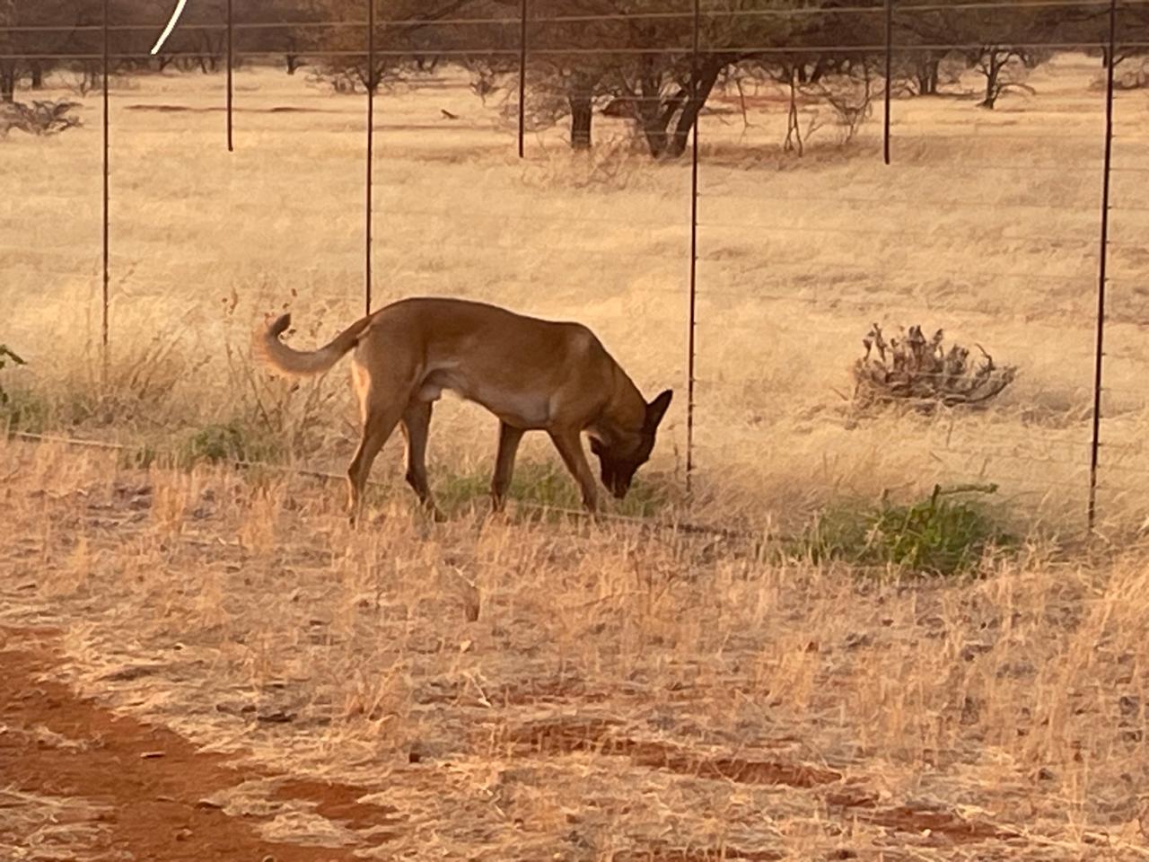Wolf — the camp dog
