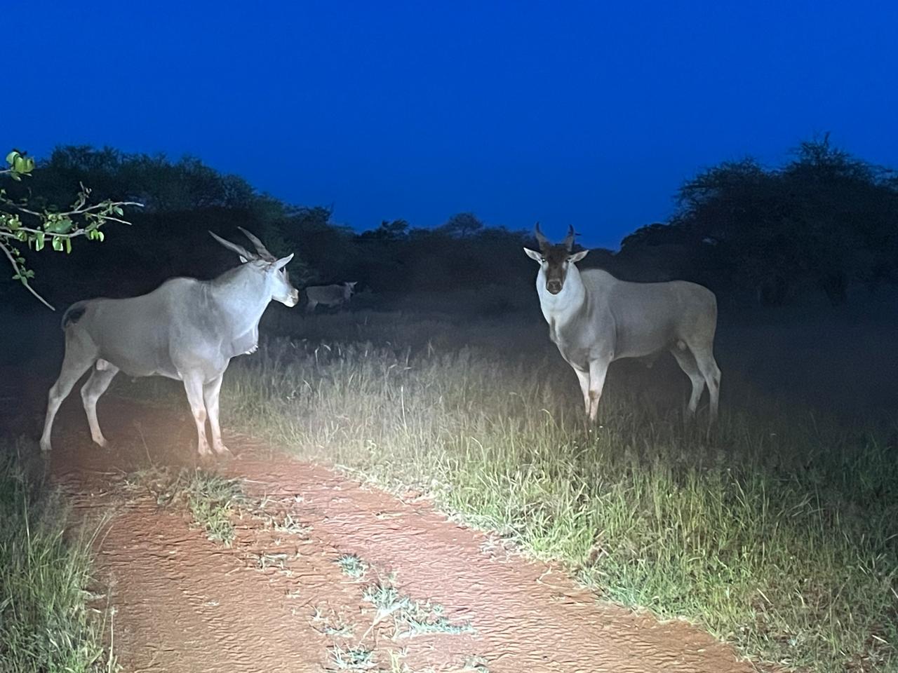Eland walking past camera