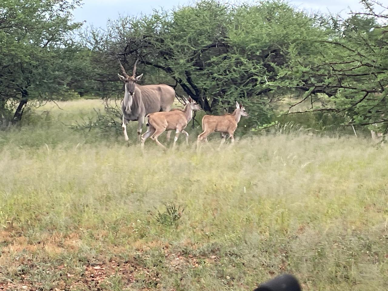 Kudu in the thornveld