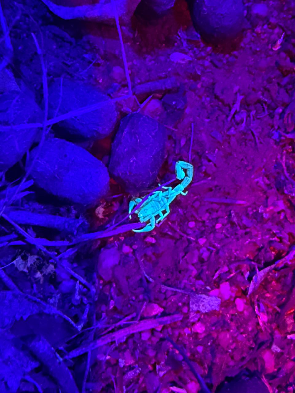 Parabuthus scorpion under UV light