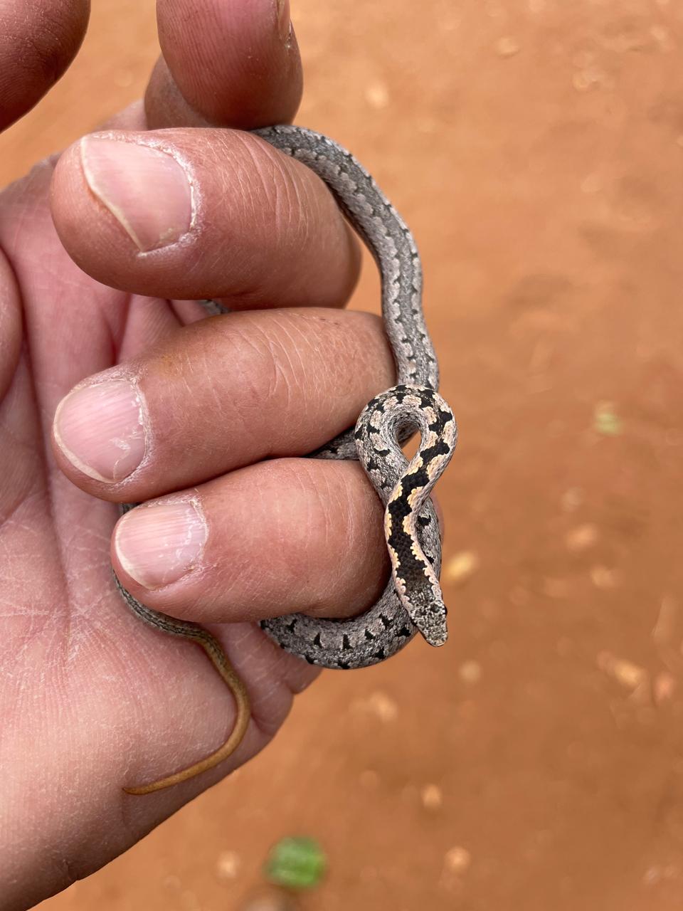 Snake on a warm afternoon