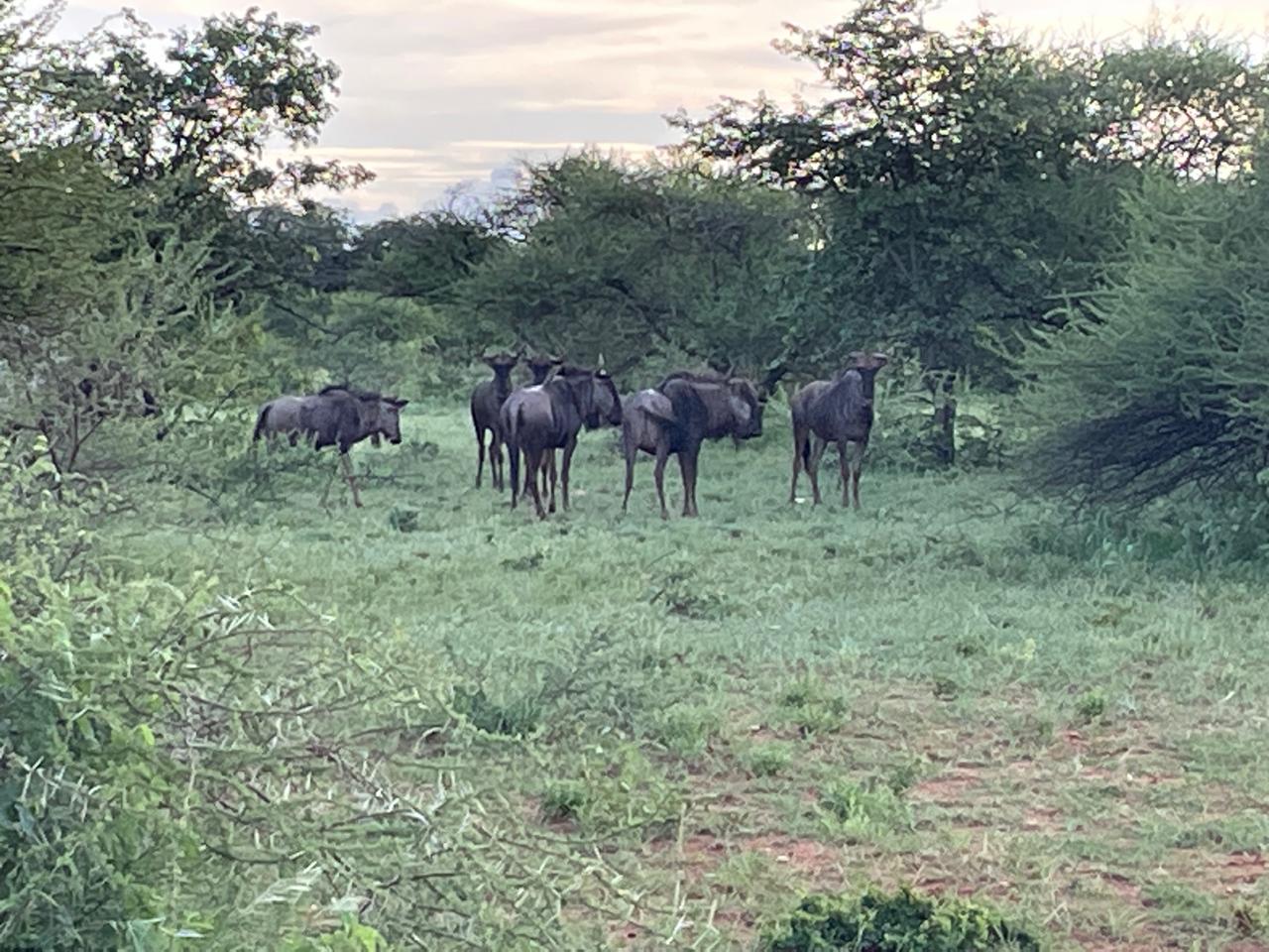 Blue wildebeest herd