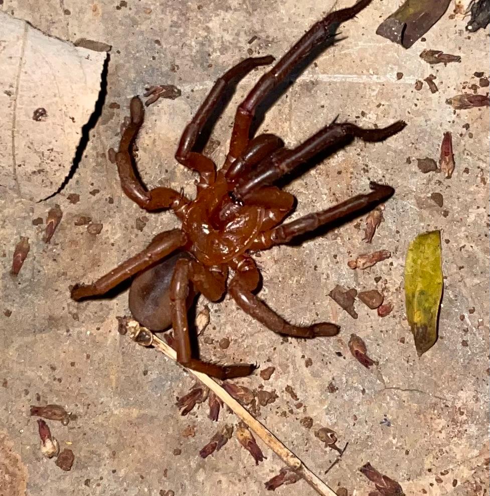 Spider on the wall at dusk