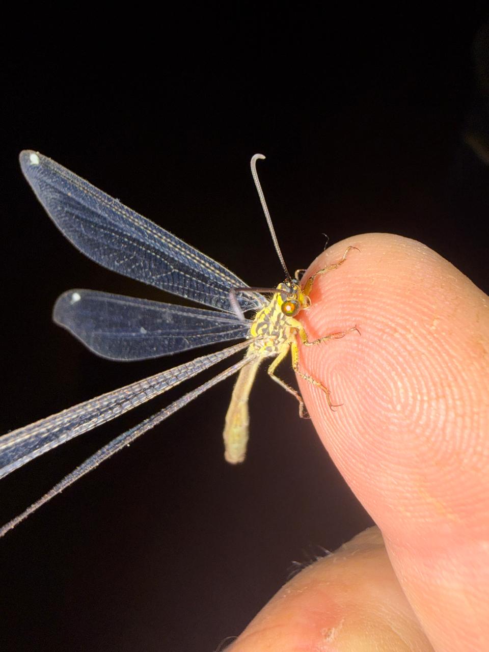 Antlion pit in the sand