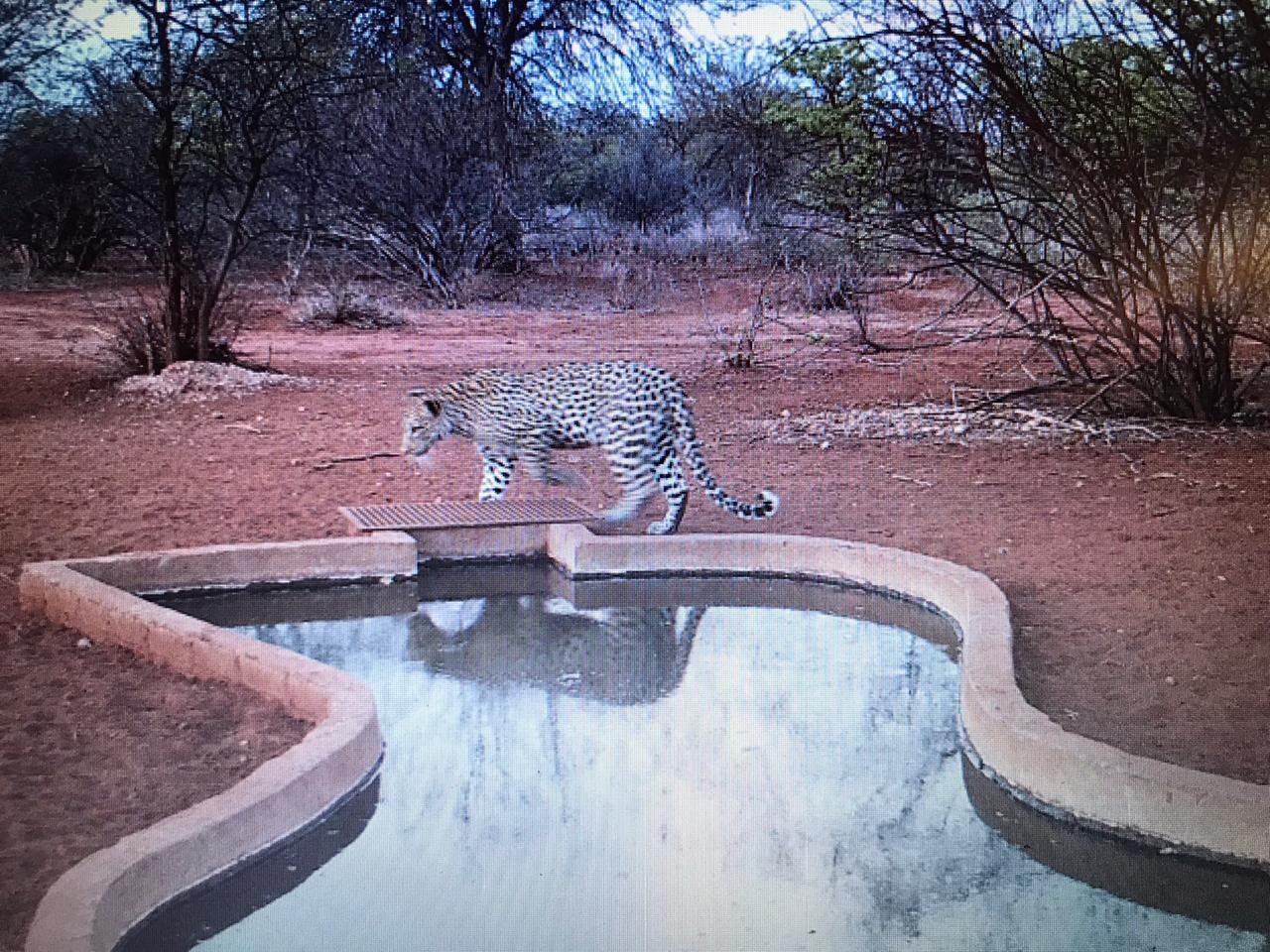 Leopard at the main waterhole