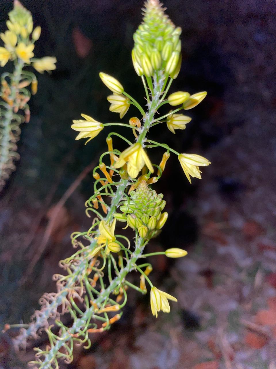 Yellow bulbine in flower