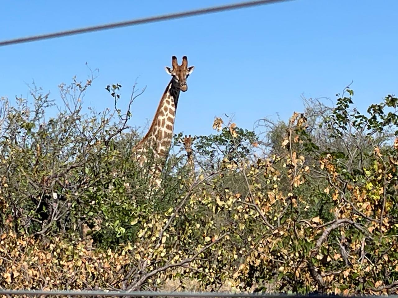 Giraffe on the northern boundary