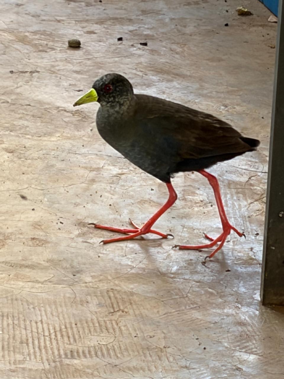 Black Crake in the reeds