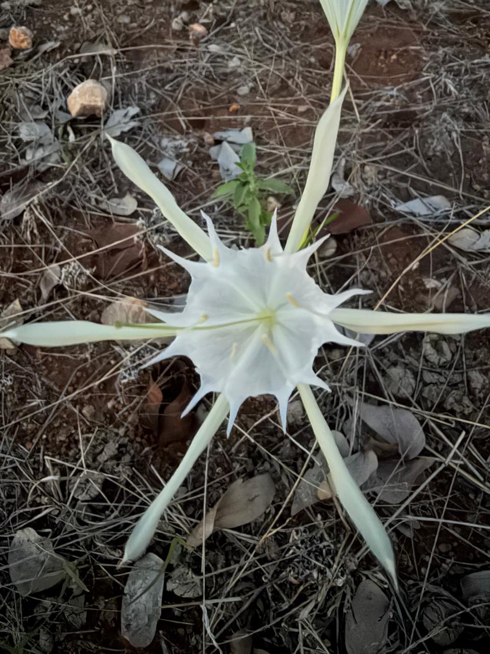 White bushveld lily
