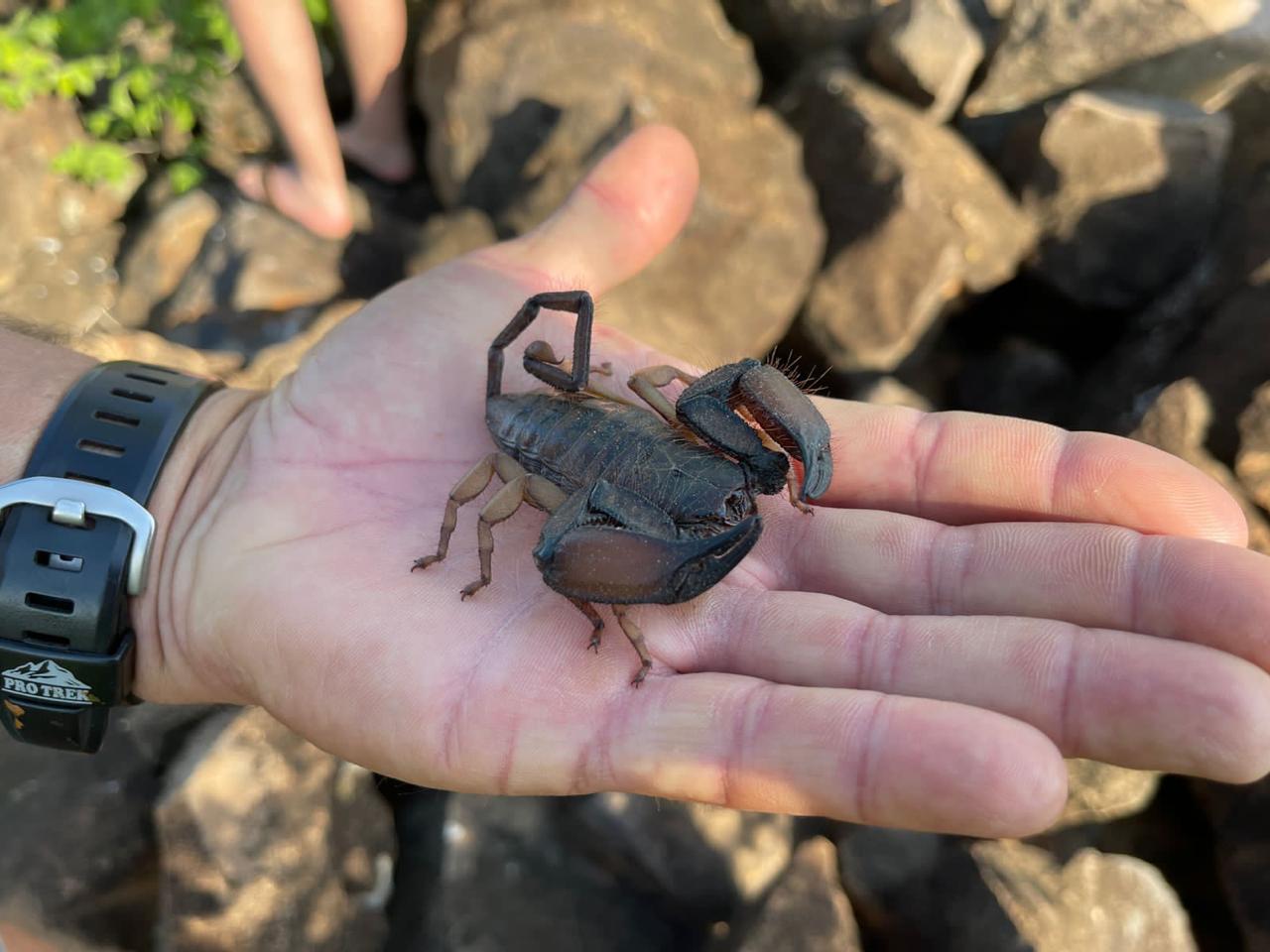 Scorpion emerging from the sand