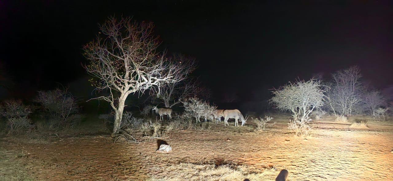 Antelope at the edge of the pan