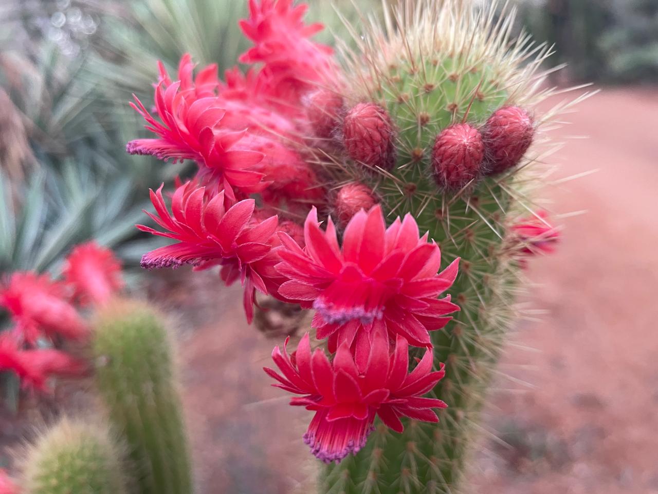Cactus in flower