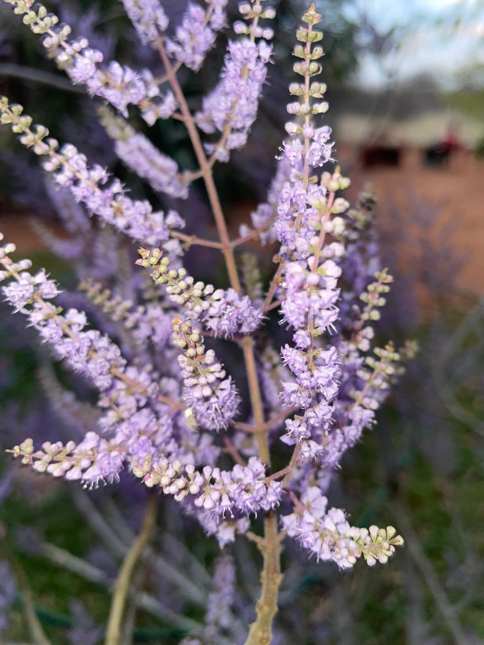 Lilac in the thornveld