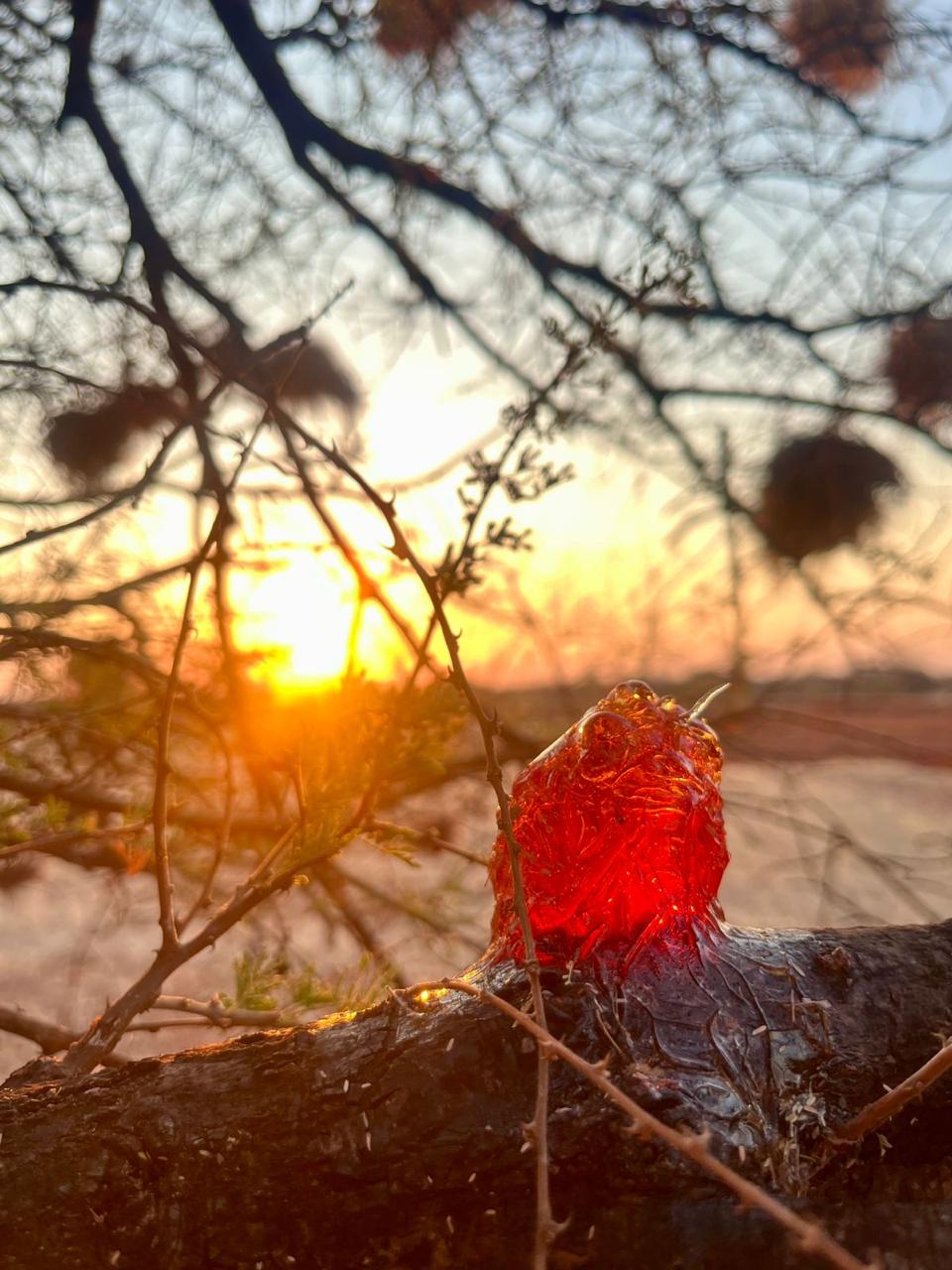 Tree resin at golden hour