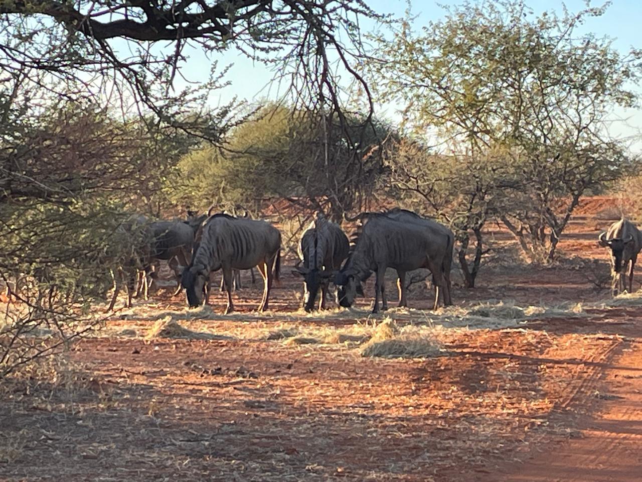 Wildebeest at the waterhole