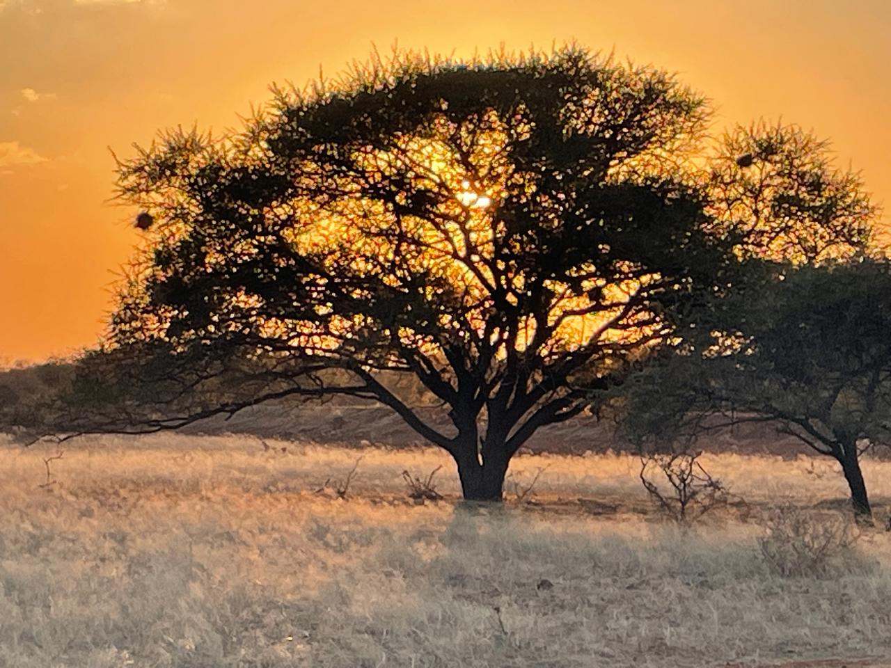 Last light in the thornveld