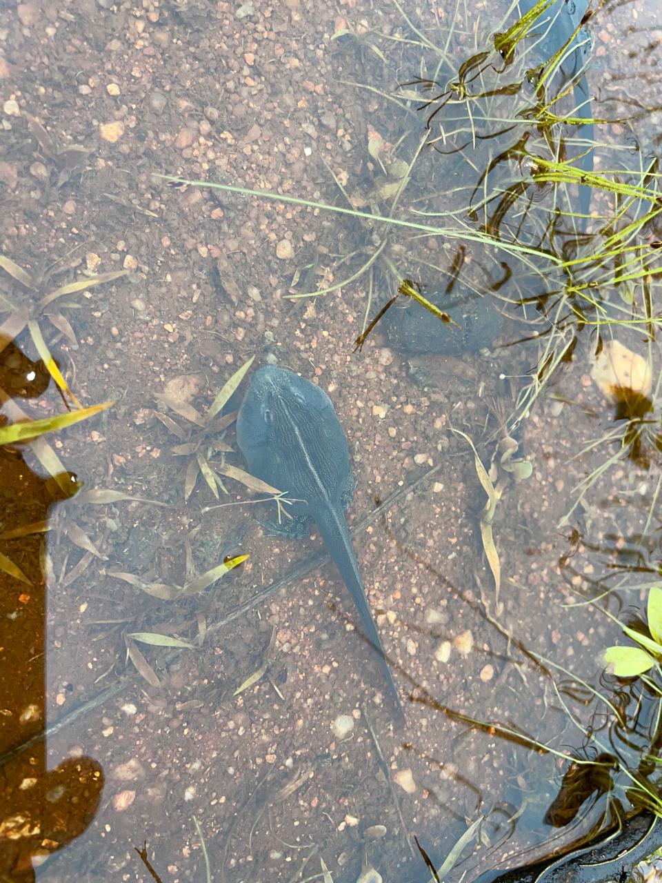 Tadpoles in a rain-filled pan
