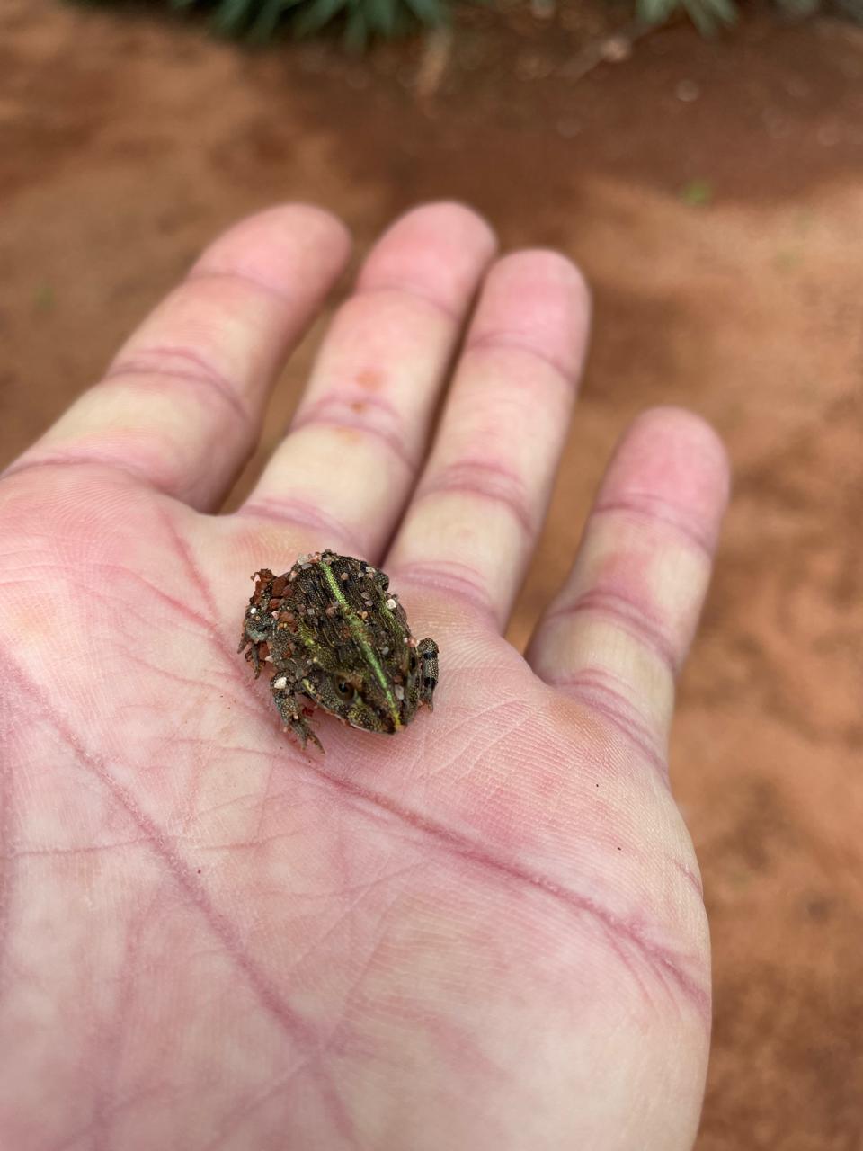 Frog after summer rain