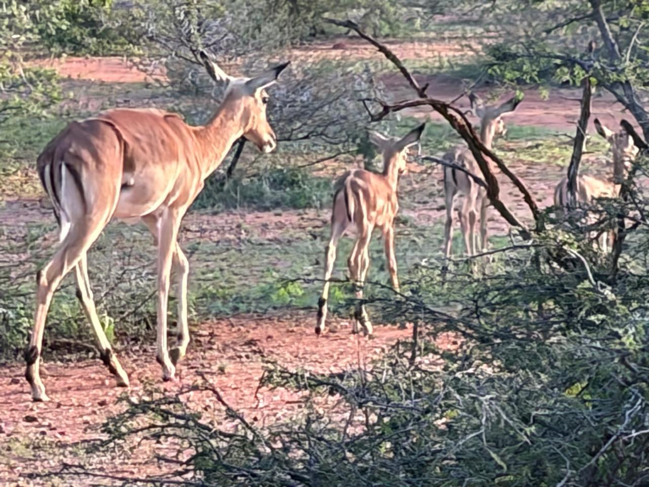 Impala at dawn
