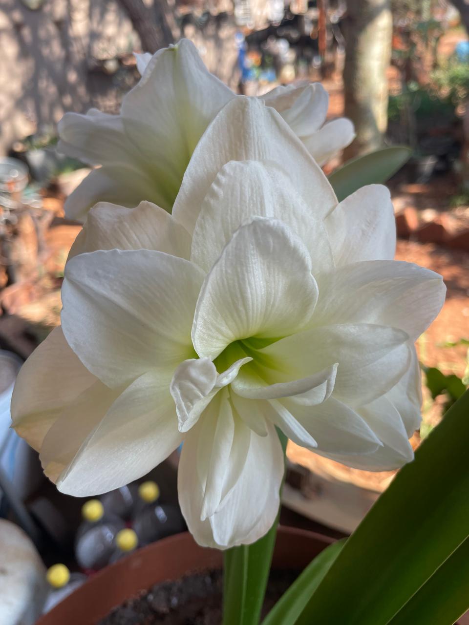 Amaryllis in spring