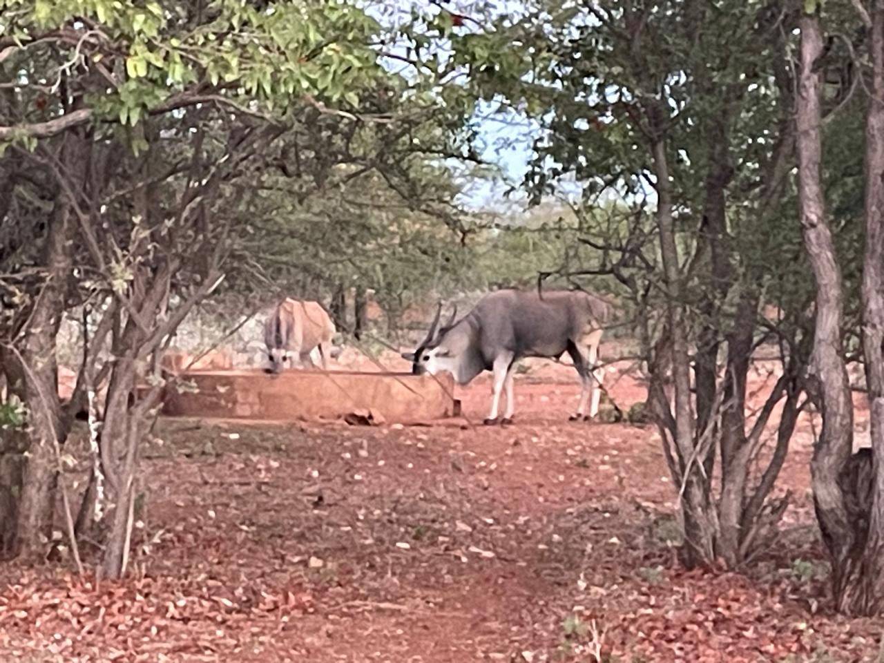 Eland herd in open veld