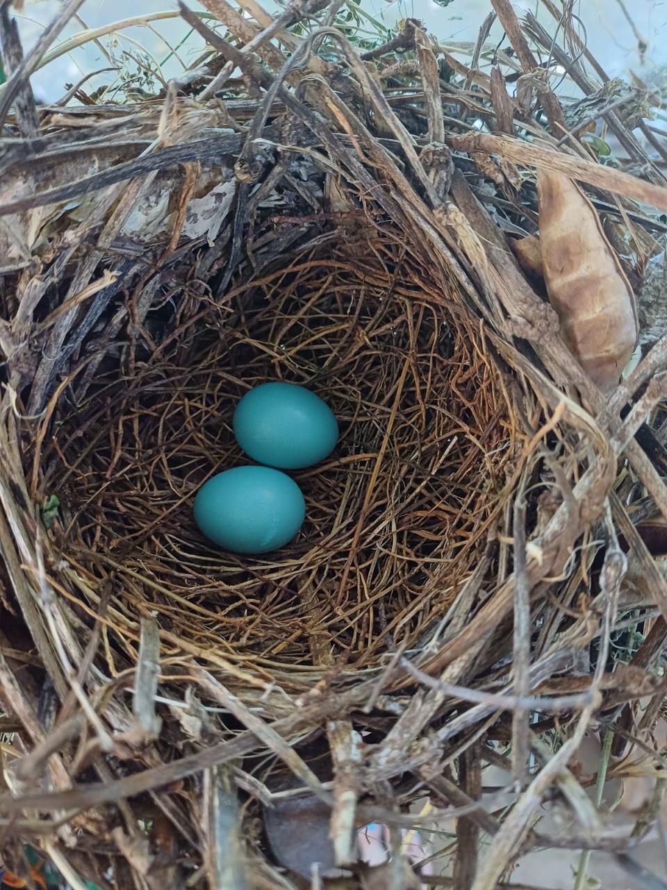 Brilliant blue eggs