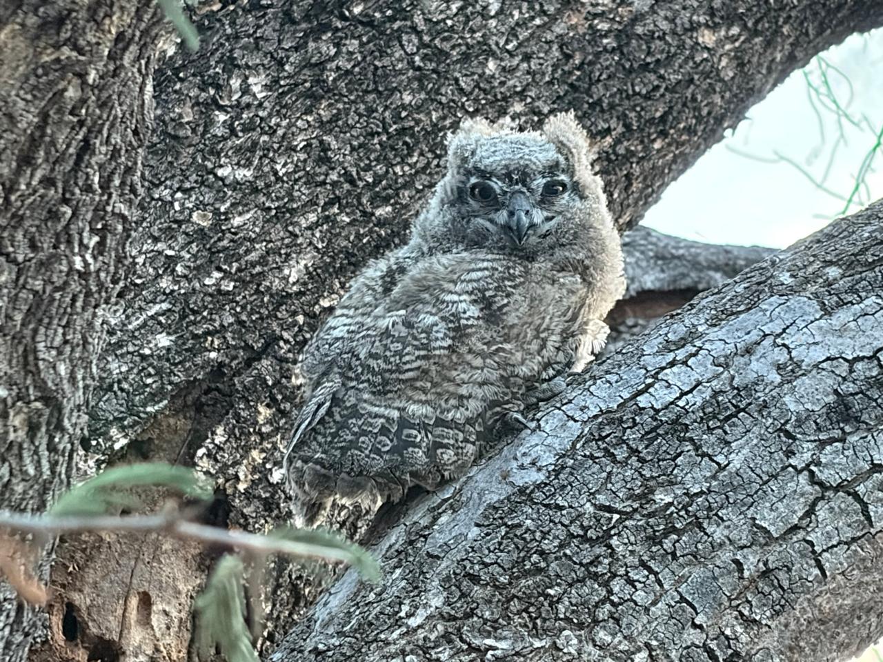 Pearl-spotted owlet chick