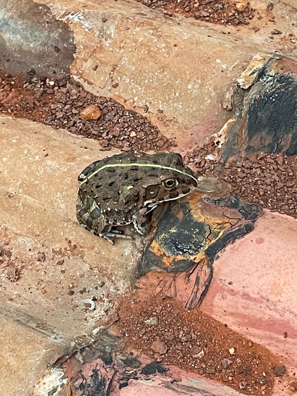 Reed frog on a leaf