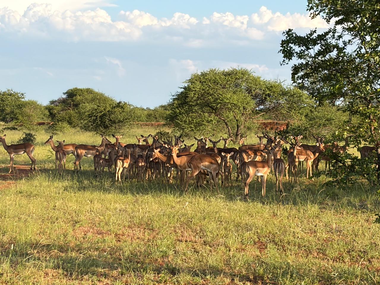 Impala resting in shade