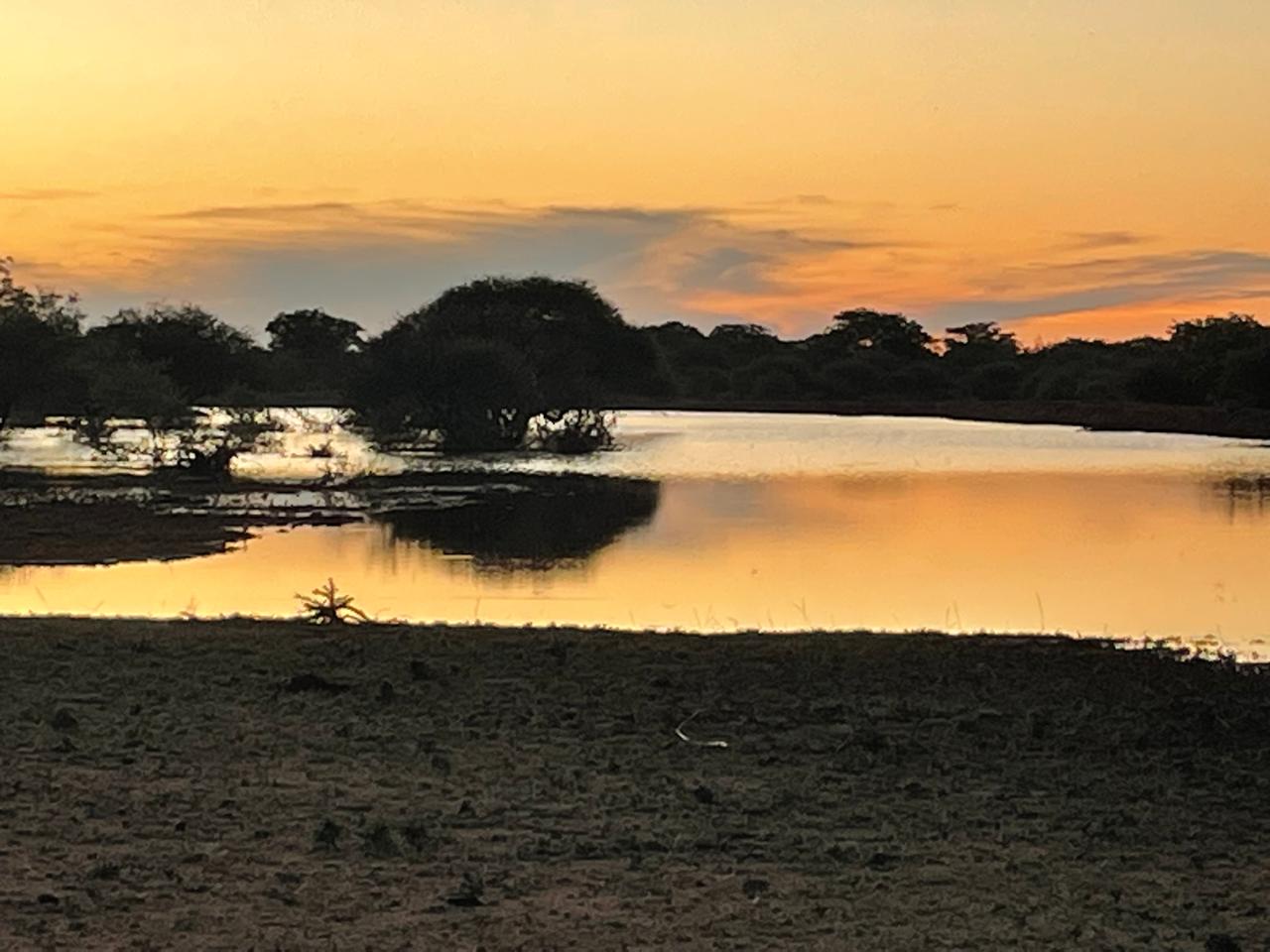 Eland bull in evening light