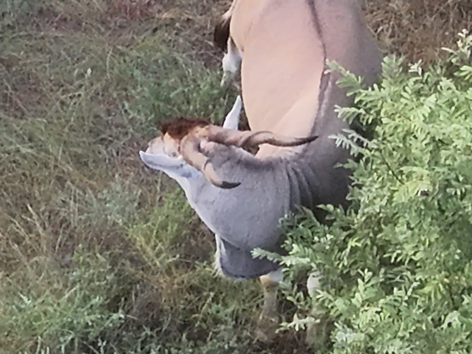 Eland grazing