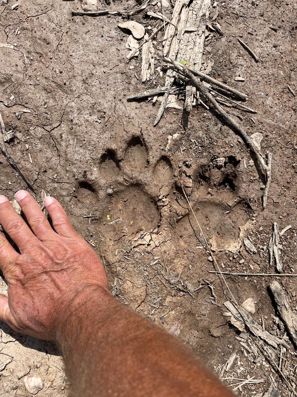 Fresh leopard tracks in the morning