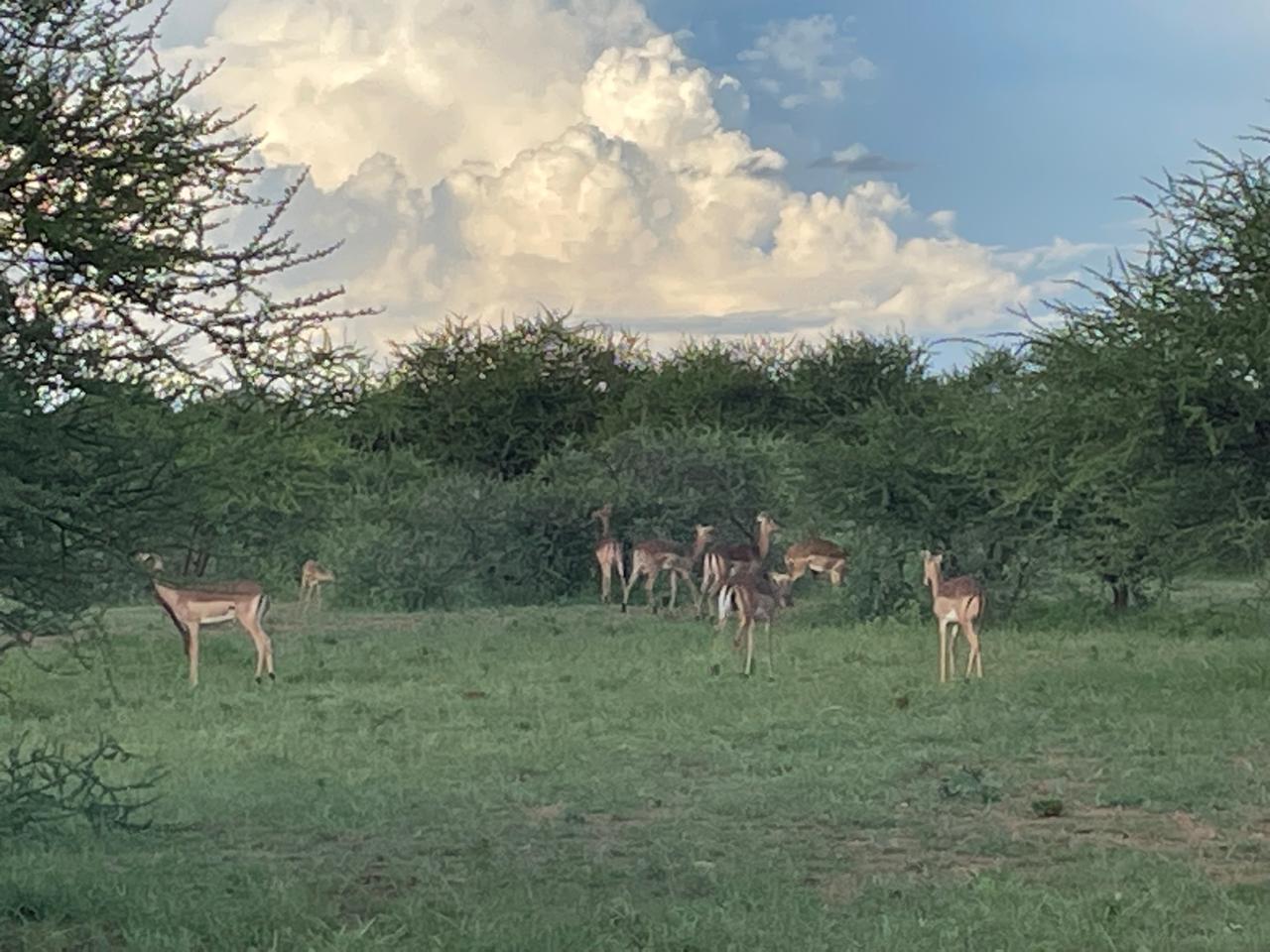 Impala herd under summer clouds