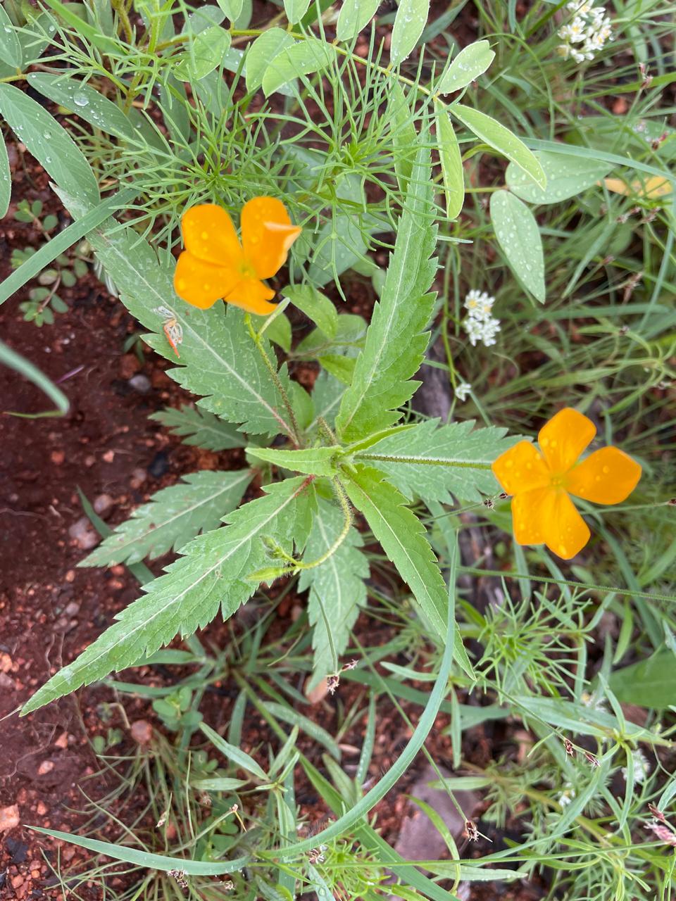 Brick chalet in the mopane
