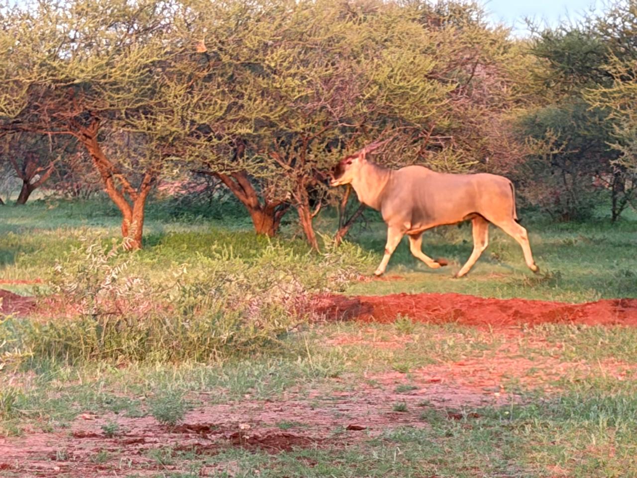 Orange bushveld flowers