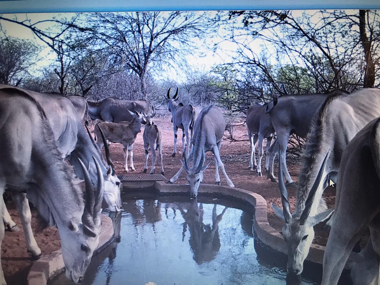 Eland at camp waterhole