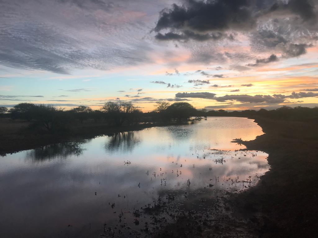 Aardvark resting at night