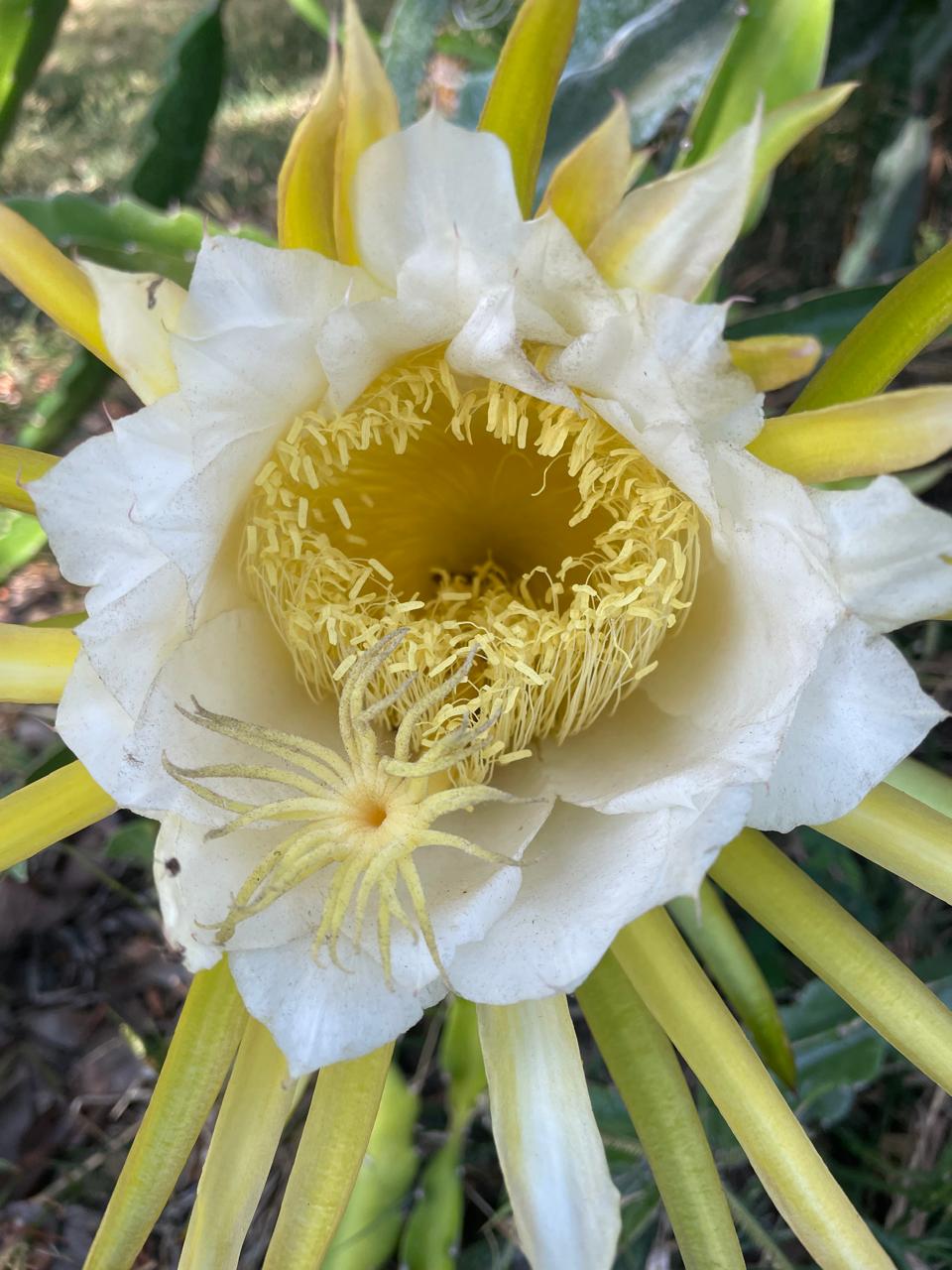 Dragon-fruit flower at dusk