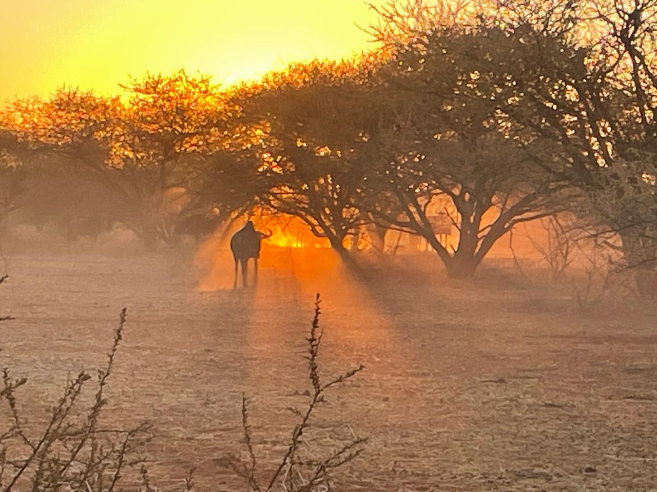 Kudu herd at the waterhole