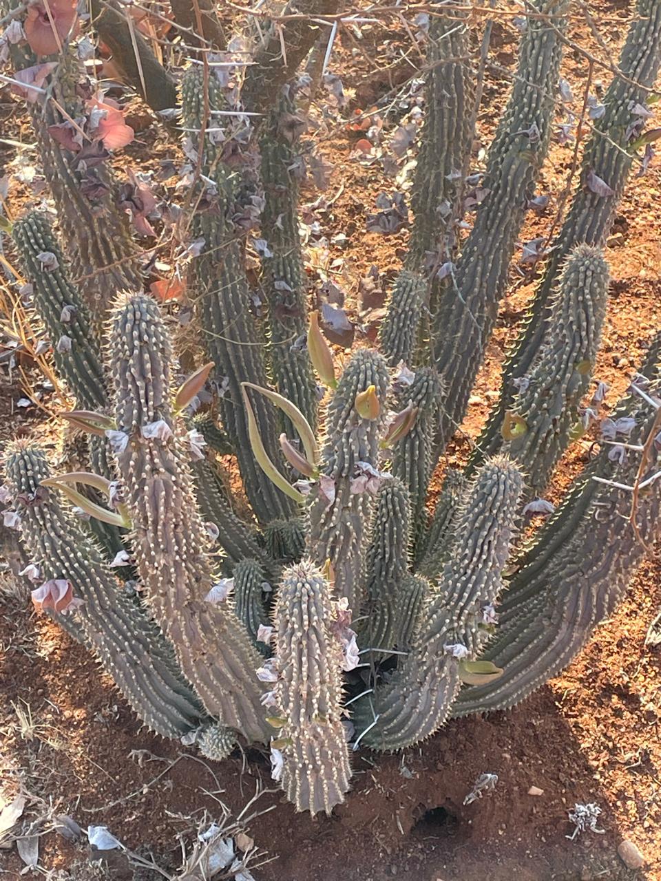 Hoodia cactus