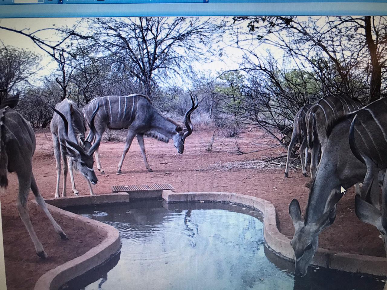Greater Kudu