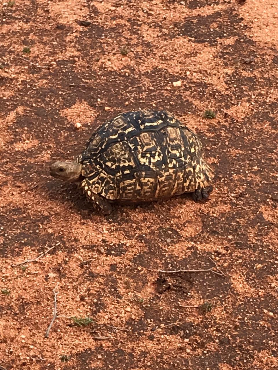 Leopard Tortoise